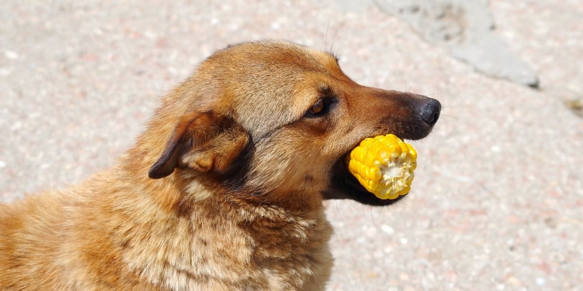 Maïs voor honden mag een hond mais eten?